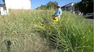 HOMEOWNER cut his YARD with ELECTRIC TRIMMER and COULD NOT FINISH so I offered to cut it for FREE