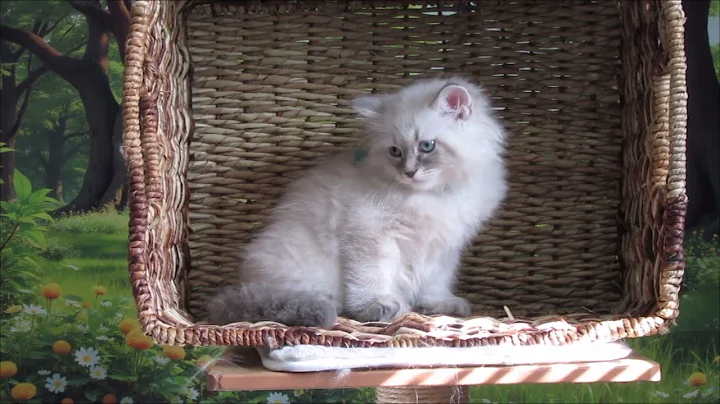Video 10954841: siberian cattery