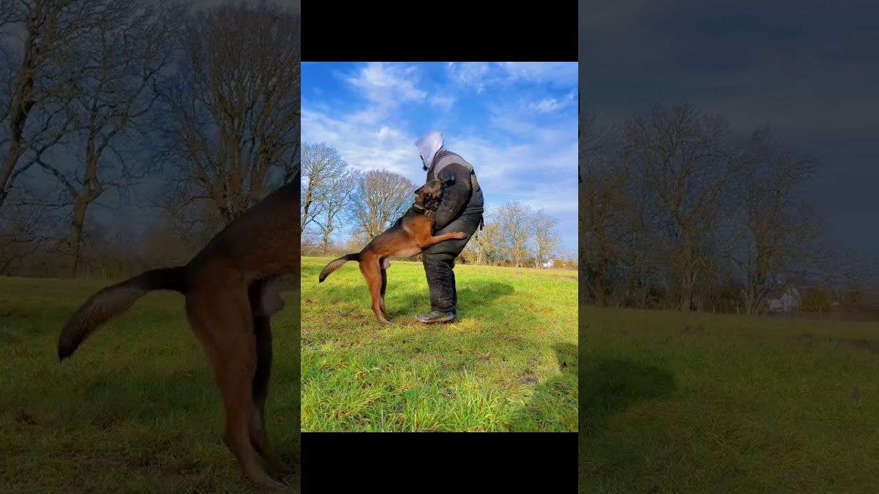 Protection dog training bitework technique how to build a powerful bite 