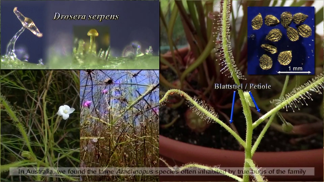 Sonnentau / Sundew ID: Drosera serpens