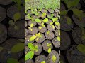 Esta es la cantidad de abono que  coloco a mis plántulas para que no se me quemen #foryou #plantas