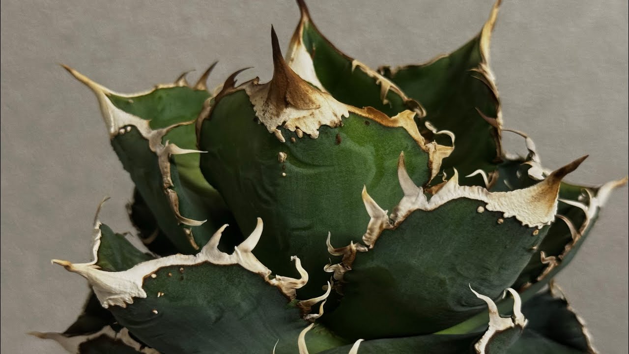 アガベ・チタノタ 繁星（小株）-048｜agave titanota star‐studded