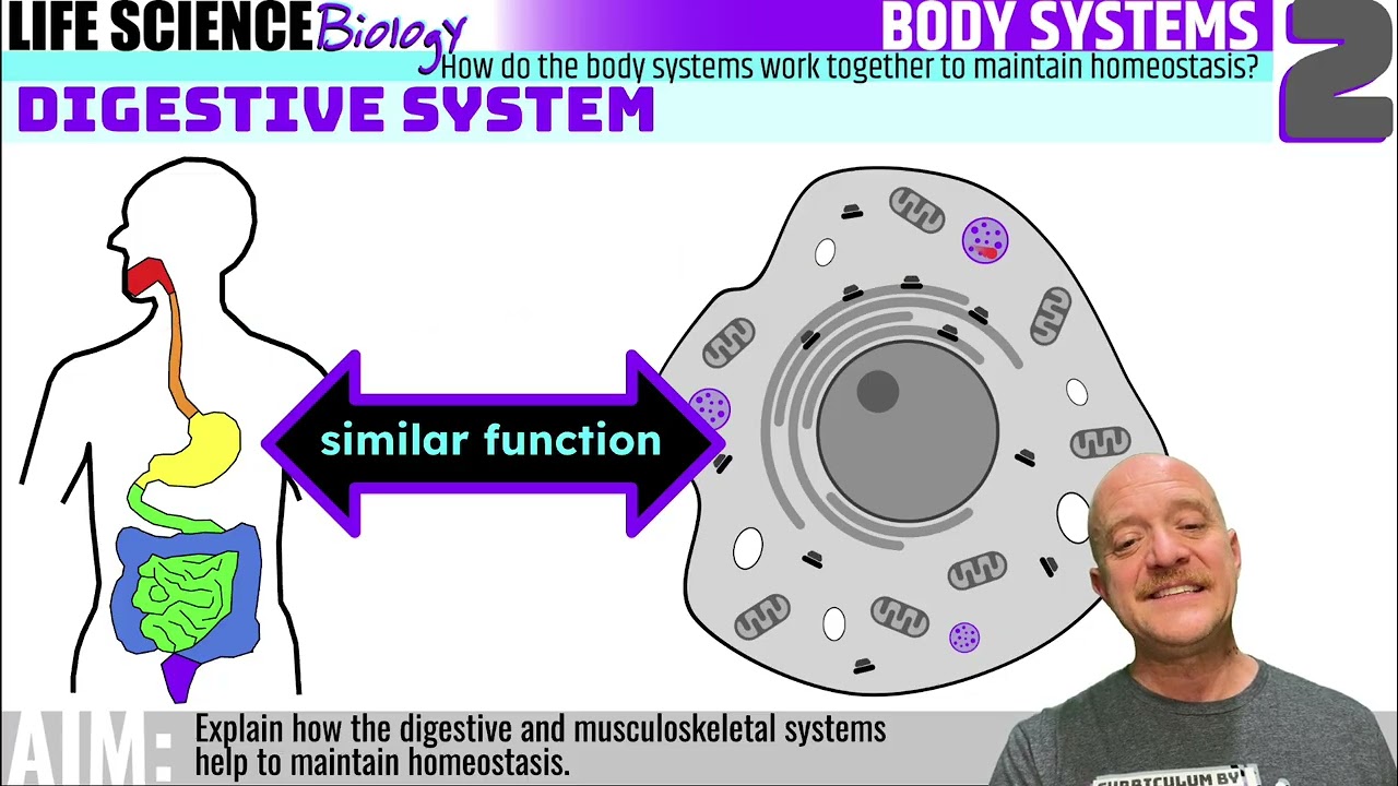 12:BODY SYSTEMS.2