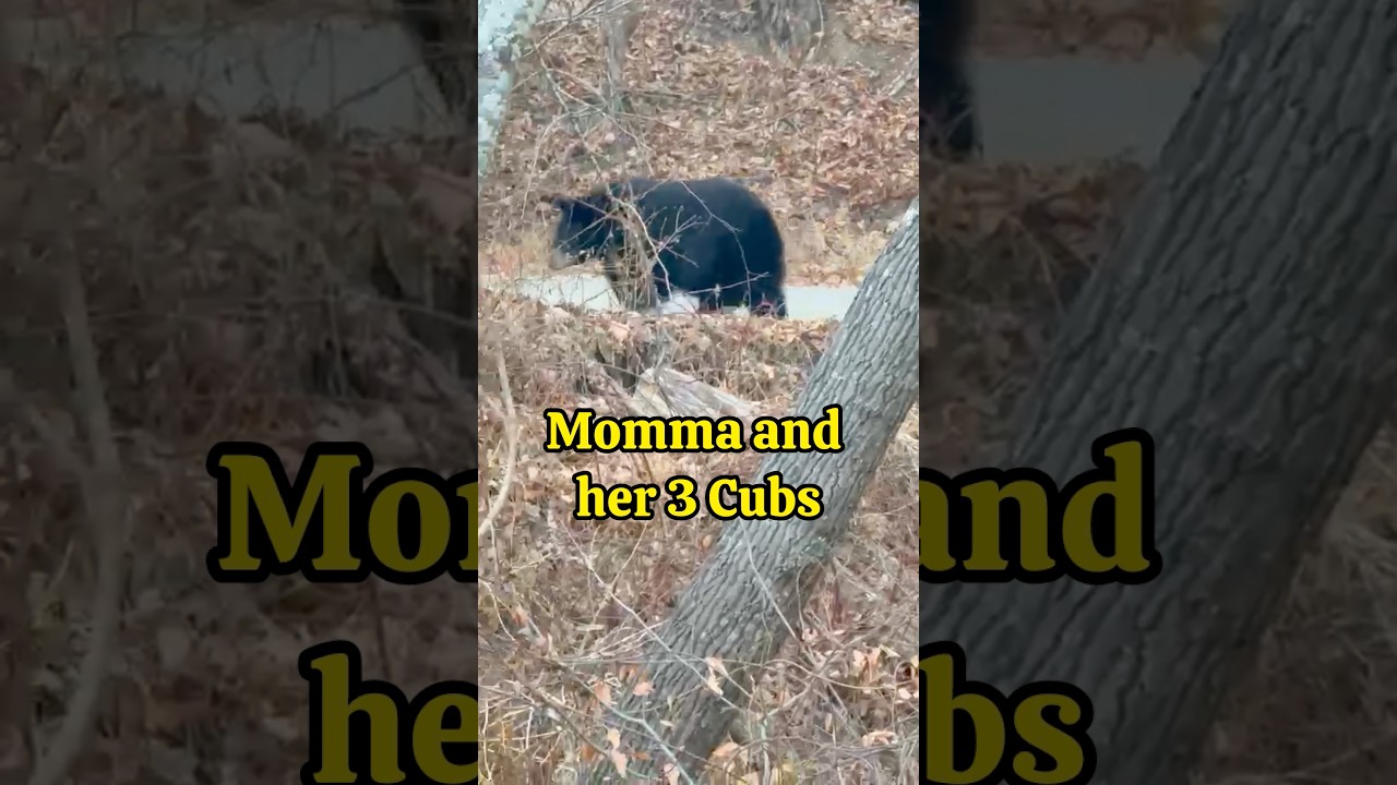 Медведи появились! 