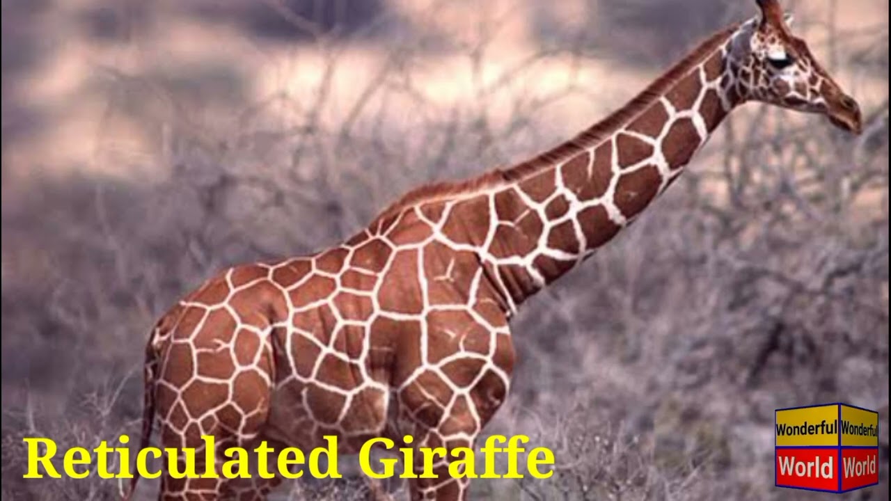 Different types of Giraffe.