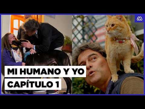 Mi humano y yo 🐾 Capítulo 1 | Las consecuencias de las carreras de galgos y la gatita influencer