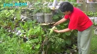 Growing food in containers at home