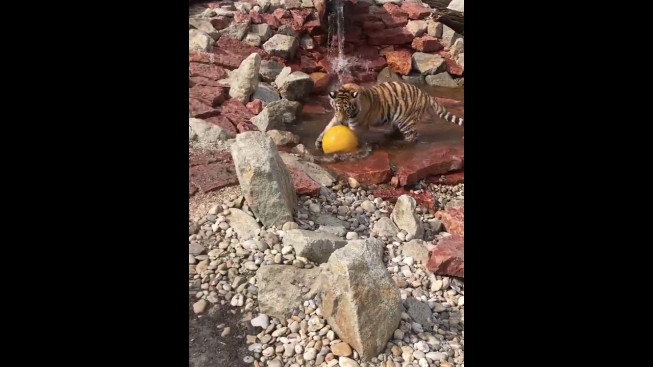 malkia park cena Happy Easter Tigress