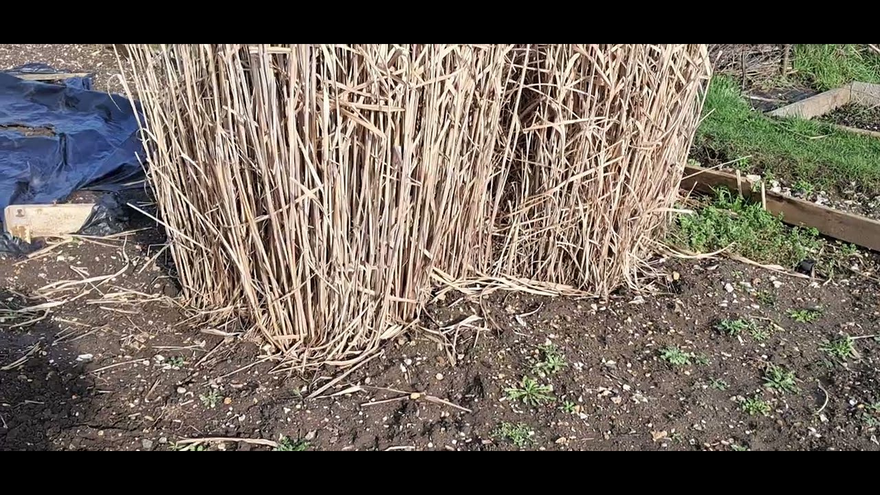 South Croydon allotments plot6 & 29. 22/2/26....rhubarb looking good!