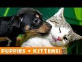 Ultimate Puppy and Kitten Cute Animal Compilation May 2018   Funny Pet Videos