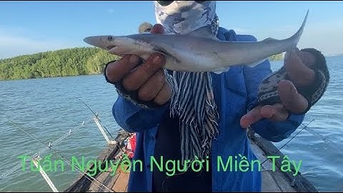 Đại chiến cá chèo bẻo ở sông lòng tàu rừng sát cần giờ.