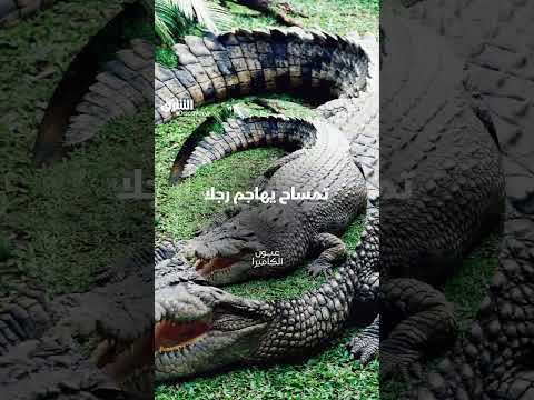 صراع الإنسان والتمساح في فلوريدا: مواجهة مثيرة