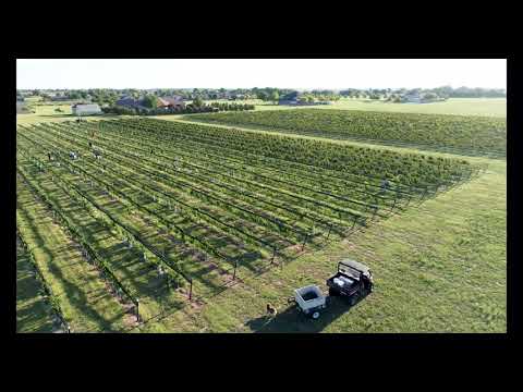 Enchantment Vineyards Harvest Time