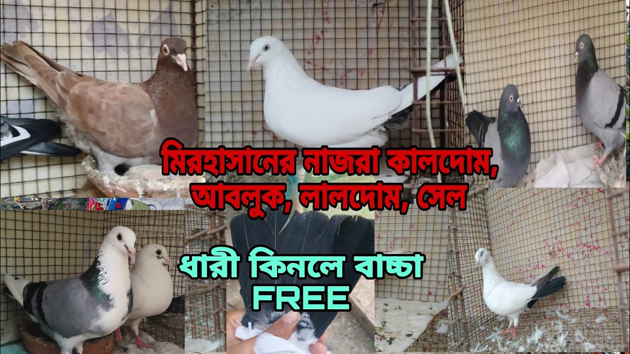 মিরহাসানের, নাজরা কালদোম,আবলুক, লালদোম, সেল।