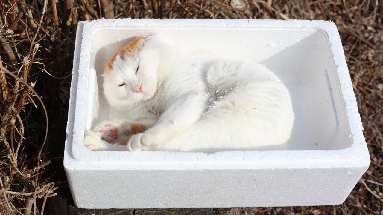 かご猫LIVE配信 2025年05月31日 - YouTube