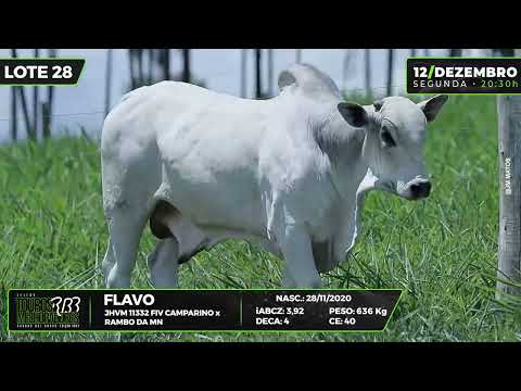 LOTE 28 GTA 3149