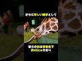首が長すぎるキリン#雑学 #動物 #マジか動物園