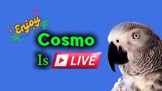 Cosmo the funny parrot is live!