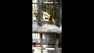 Download Lagu Suara burung prenjak lumut betina gacor MP3