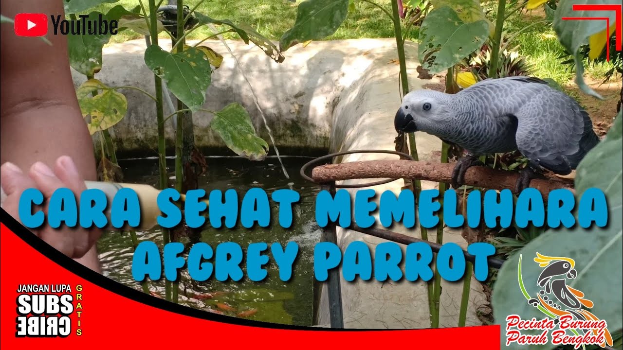CARA SEHAT MEMELIHARA AFGREY PARROT 