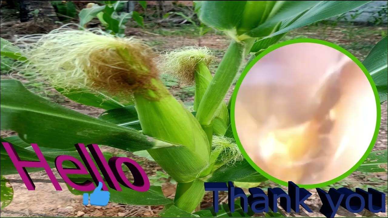 How To removal earwax at home with hydrogen peroxide .ear wax removal