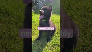 Newest Cutie Buddy | Schipperske Dog | #dog  #shortsvideo #shortsfeed #cz  #schipperke