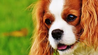 CUTE KING - Cavalier King Charles Spaniel