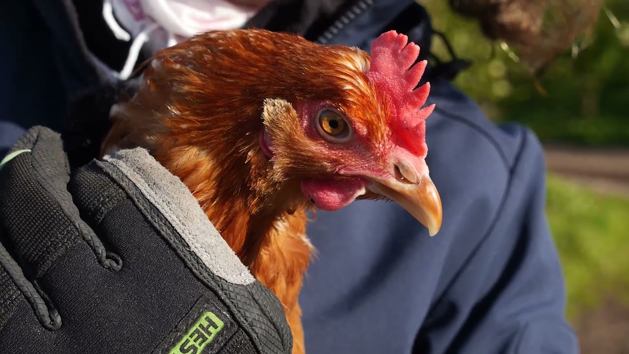 Stora Juleboda gård – en djungel i den skånska myllan