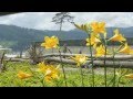 いっぽんの松 (原曲 千昌夫) 唄 tani