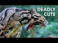 Clouded Leopards: Modern Day Saber-Tooths