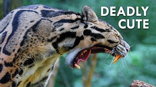 Clouded Leopards: Modern Day SaberTooths