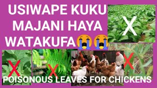 MAJANI  SUMU KWA KUKU /Most Poisonous leaves for chickens