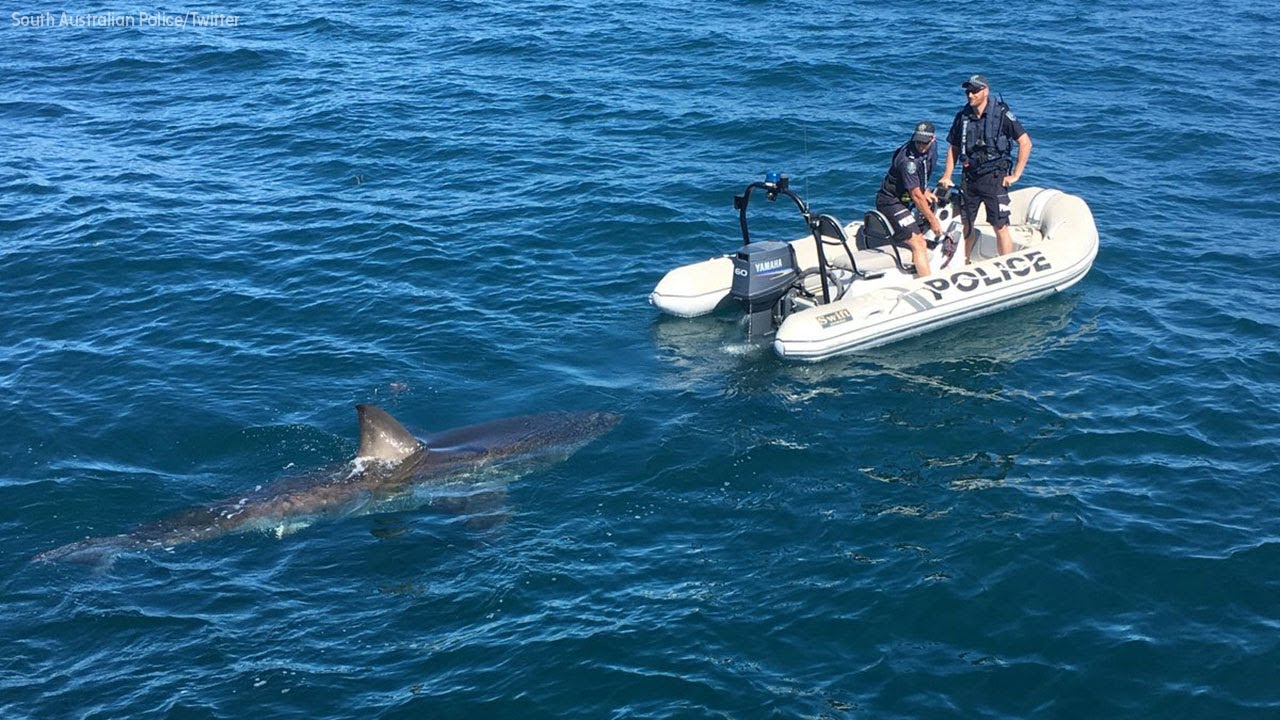 newspaper mockup Curious great white shark flirts with police boat off Australian coast