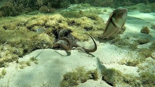 Snorkel Rottnest Island/Wadjemup, 5 Feb 2023