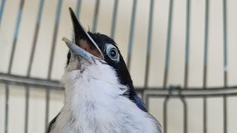 Burung Rambatan Doraemon buat masteran burung lomba