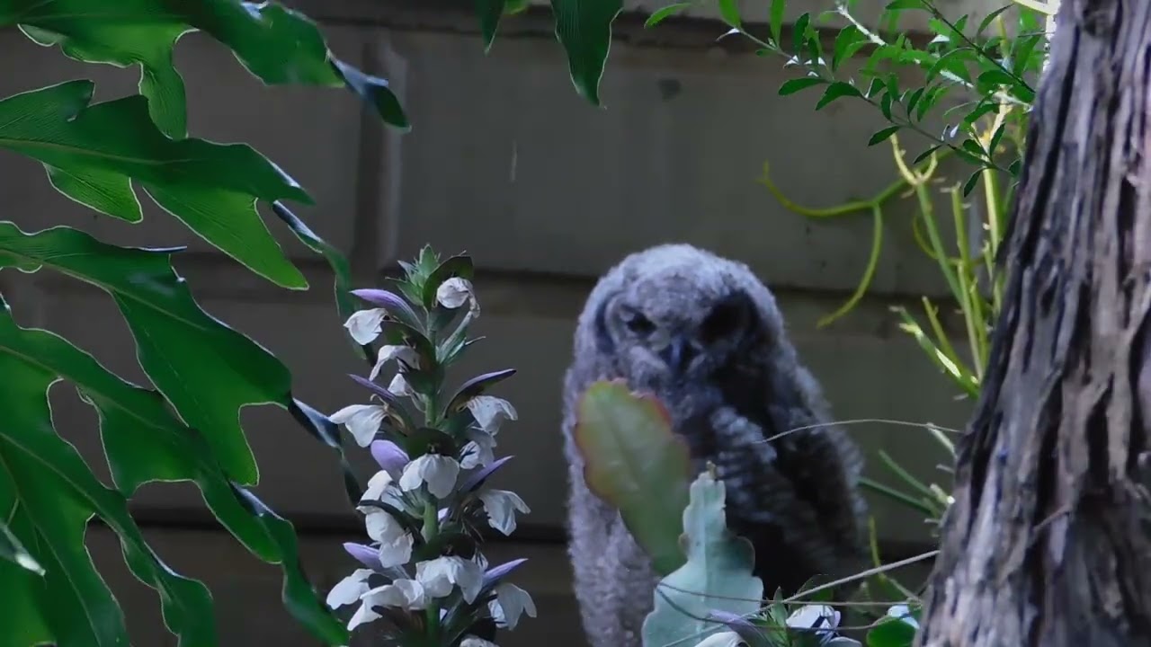 First Day Beyond the Nest African Spotted Eagle Owl Fledgling