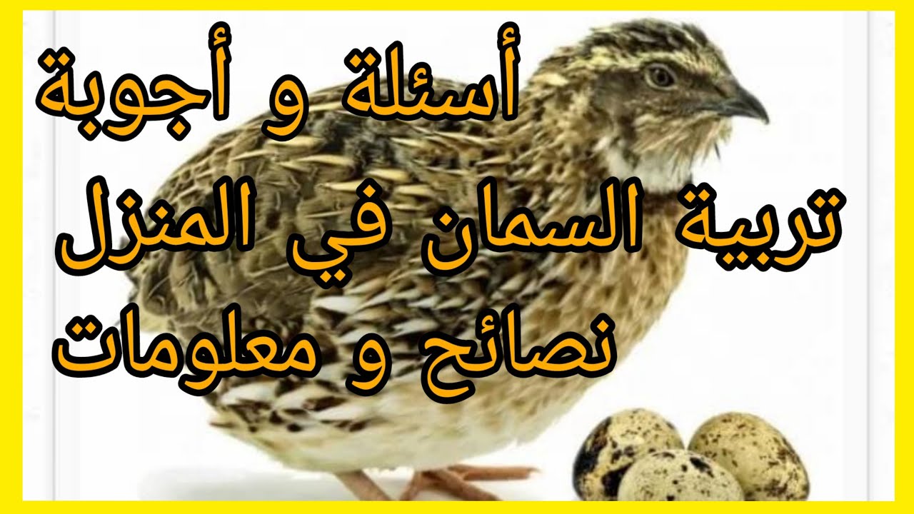 أسئلة و أجوبة نصائح و معلومات عن تربية السمان في المنزل؟ الجزء الثاني.