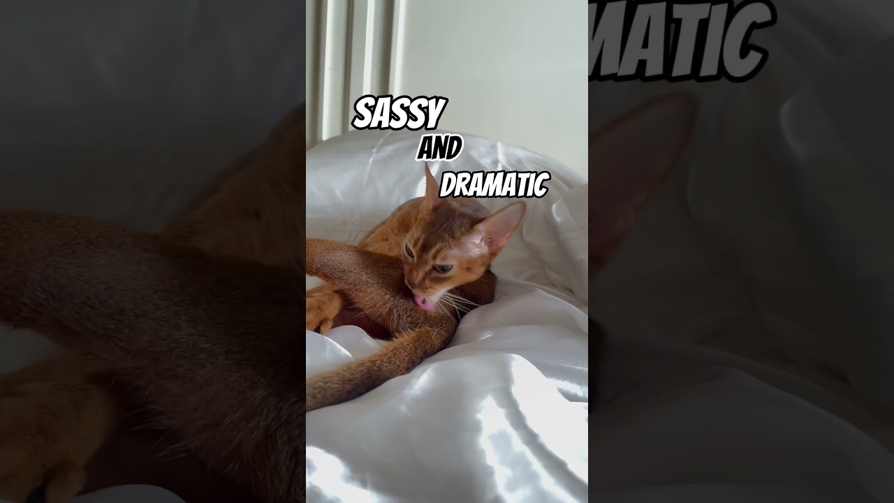 Abyssinian cat personality 😹