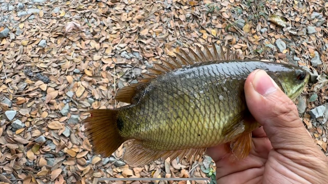 Tập 548 - Quay Lại Những Điểm Câu Cá Rô Đồng Cũ Chạm Cá Rô Khủng Kéo Đã Tay