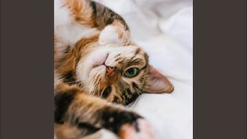 Pulsating Ambience for Comfy Cats