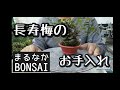 【ミニ盆栽】長寿梅のお手入れ　　　　　　　　【まるなかBONSAI】　　　　　　　　　　　#盆栽　#BONSAI　#超ミニ盆栽