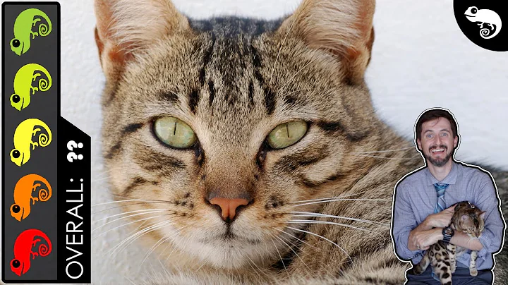 Cat, The Best Pet Mammal?