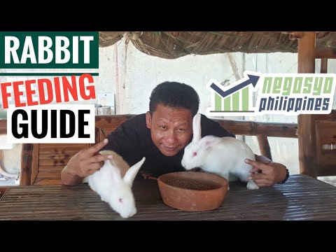 Video: Paano Pakainin Ang Maliliit Na Rabbits