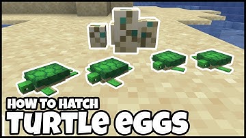 How To HATCH TURTLE EGGS In MINECRAFT