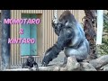 2児の父モモタロウ!育メンへの道 3⭐️ゴリラ Gorilla【京都市動物園】The road to becoming a good father 3