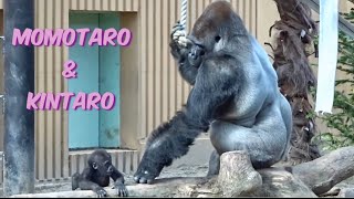 ２児の父モモタロウ！育メンへの道 3⭐️ゴリラ Gorilla【京都市動物園】The road to becoming a good father 3