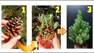 GROW THE CHRISTMAS TREE BY YOURSELF IN 7 DAYS: here are 2 methods for growing pine trees from seed