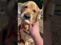 Bentley loves ice cream. Door County 2019. #doglife #goldenretriever