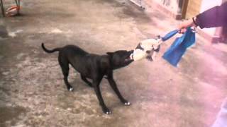 Pit Bull Ira Tug