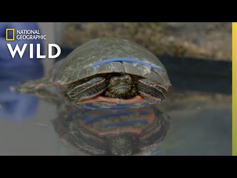 A Turtle With a Cracked Shell | Heartland Docs, DVM